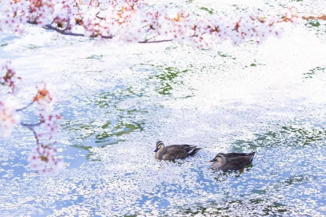 1588810455884862.jpg 17.jpg